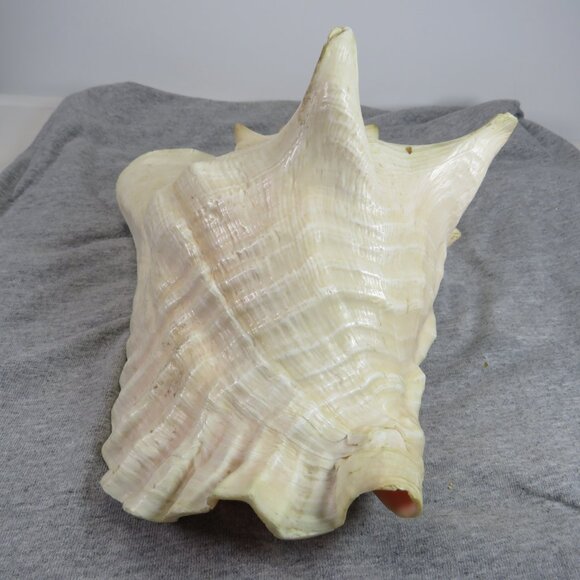 Large REAL Conch Sea Shell 10" tall 8" wide has some chips Tan pink white outer - Picture 9 of 10